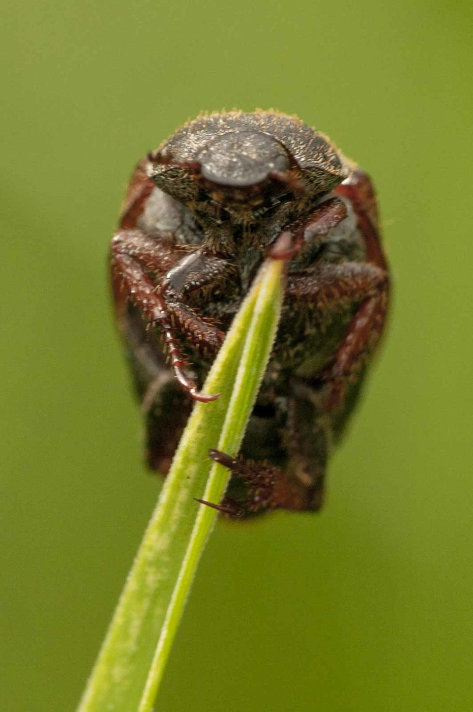2018-05-31 - NSG Bergehalde Unser-Fritz
