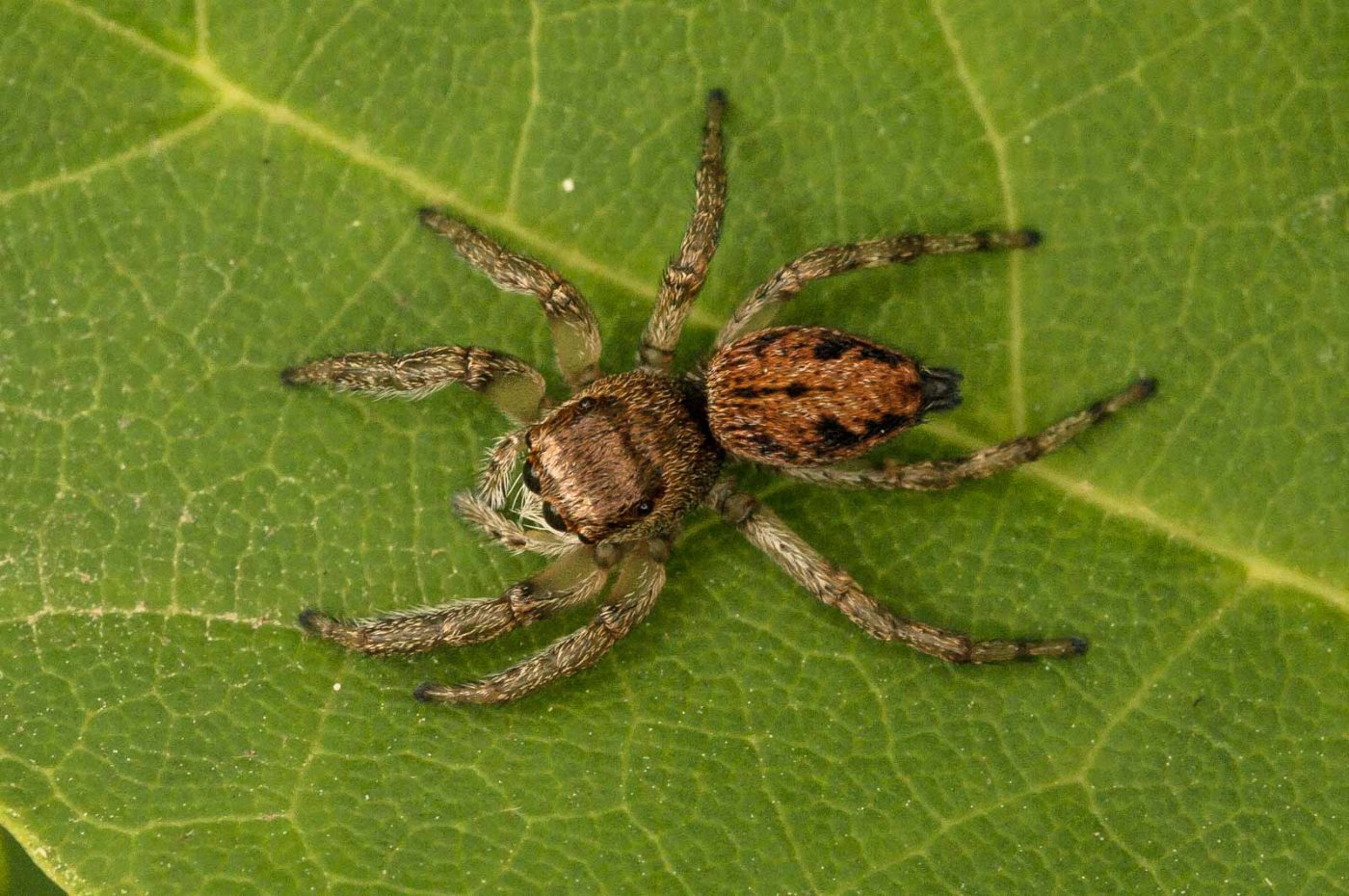 2018-05-31 - NSG Bergehalde Unser-Fritz