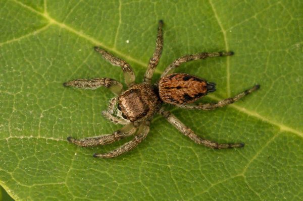 2018-05-31 - NSG Bergehalde Unser-Fritz