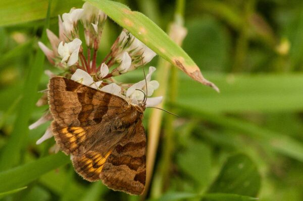 2018-05-31 - NSG Bergehalde Unser-Fritz