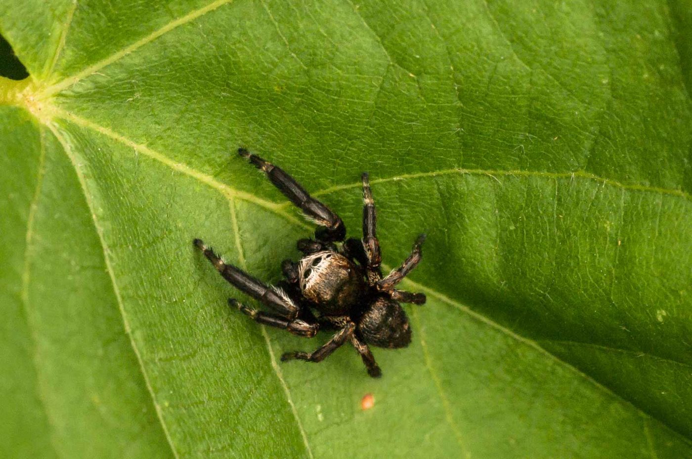 2018-05-31 - NSG Bergehalde Unser-Fritz