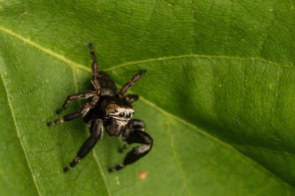 2018-05-31 - NSG Bergehalde Unser-Fritz