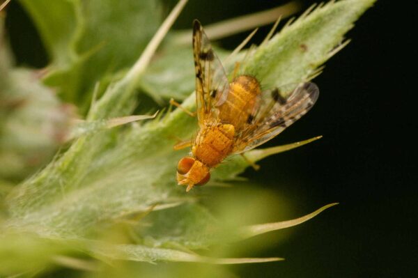 2018-05-31 - NSG Bergehalde Unser-Fritz