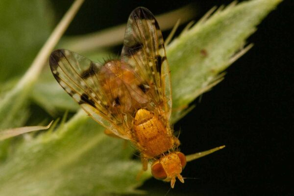 2018-05-31 - NSG Bergehalde Unser-Fritz