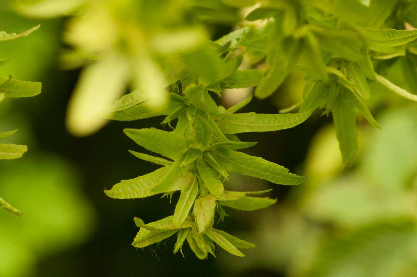 2018-05-31 - NSG Bergehalde Unser-Fritz