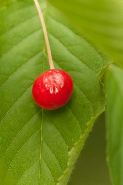 2018-05-31 - NSG Bergehalde Unser-Fritz