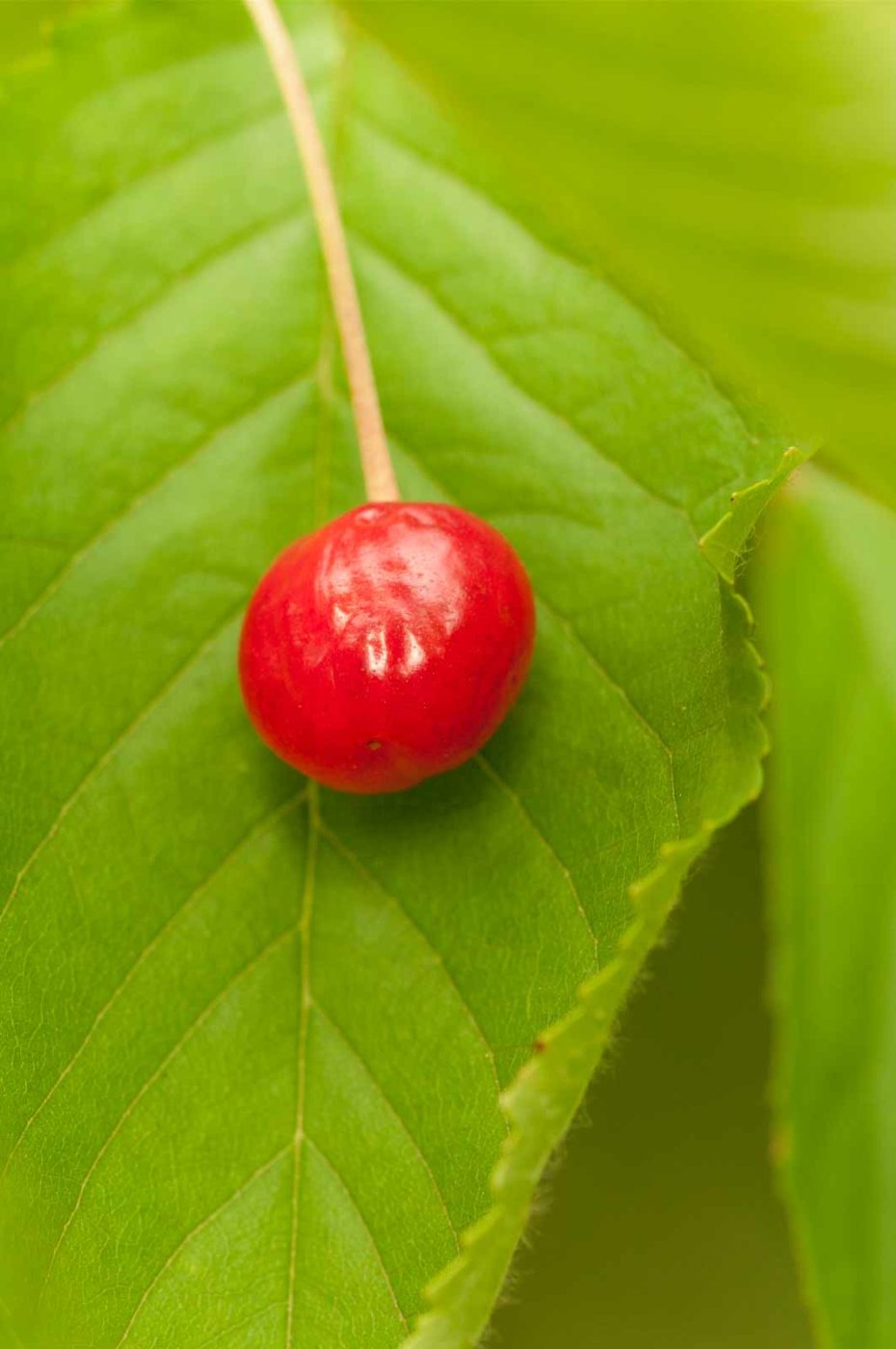 2018-05-31 - NSG Bergehalde Unser-Fritz