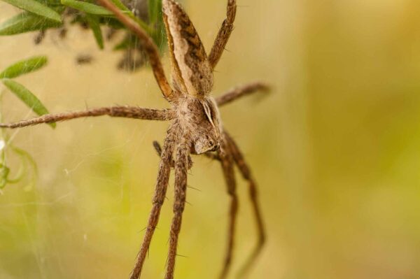 2018-05-31 - NSG Bergehalde Unser-Fritz