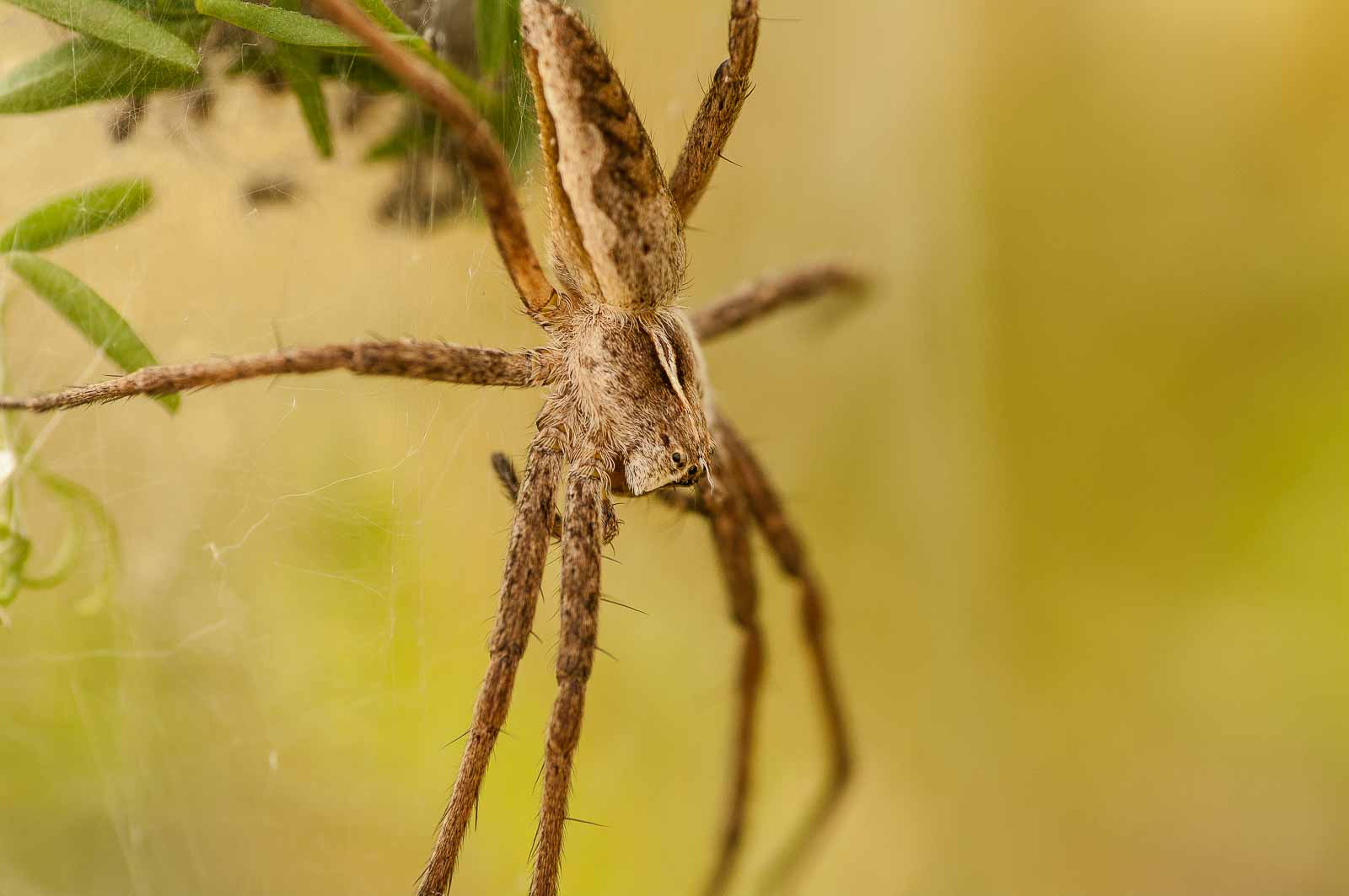 °listspinne°