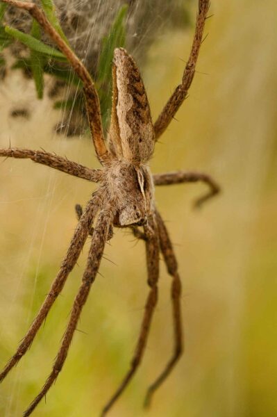 2018-05-31 - NSG Bergehalde Unser-Fritz