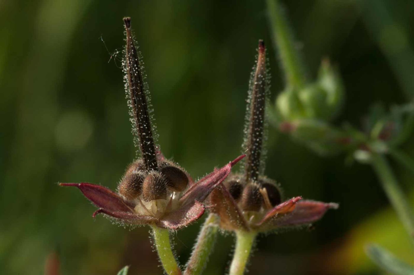 2018-06-04 - NSG Bergehalde Unser-Fritz