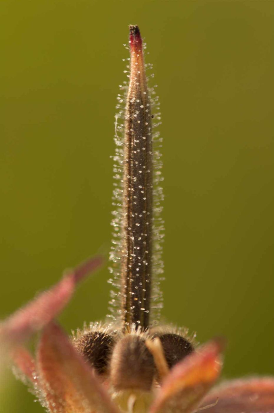 2018-06-04 - NSG Bergehalde Unser-Fritz