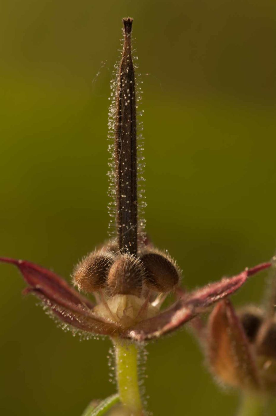 2018-06-04 - NSG Bergehalde Unser-Fritz