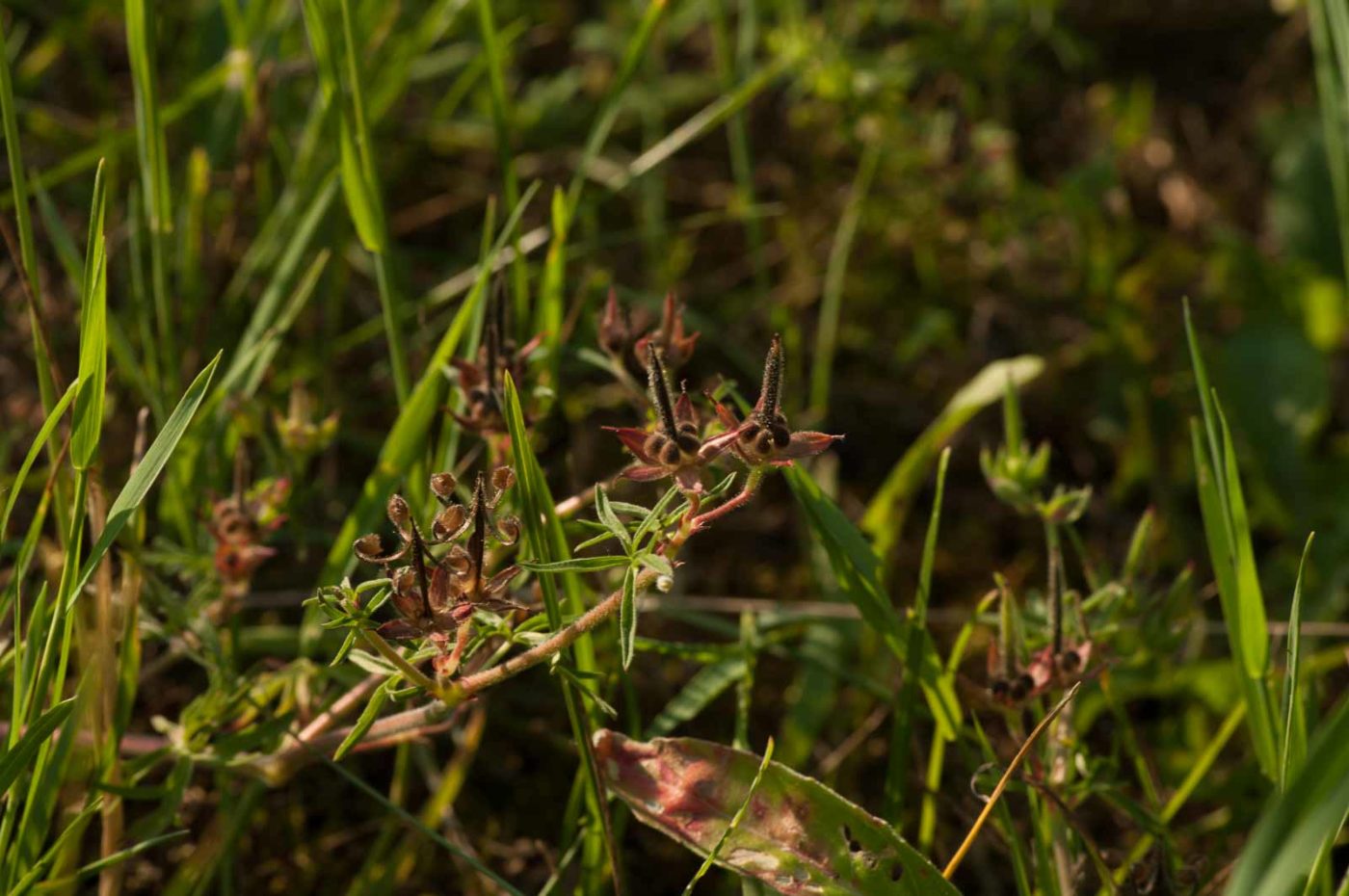 2018-06-04 - NSG Bergehalde Unser-Fritz
