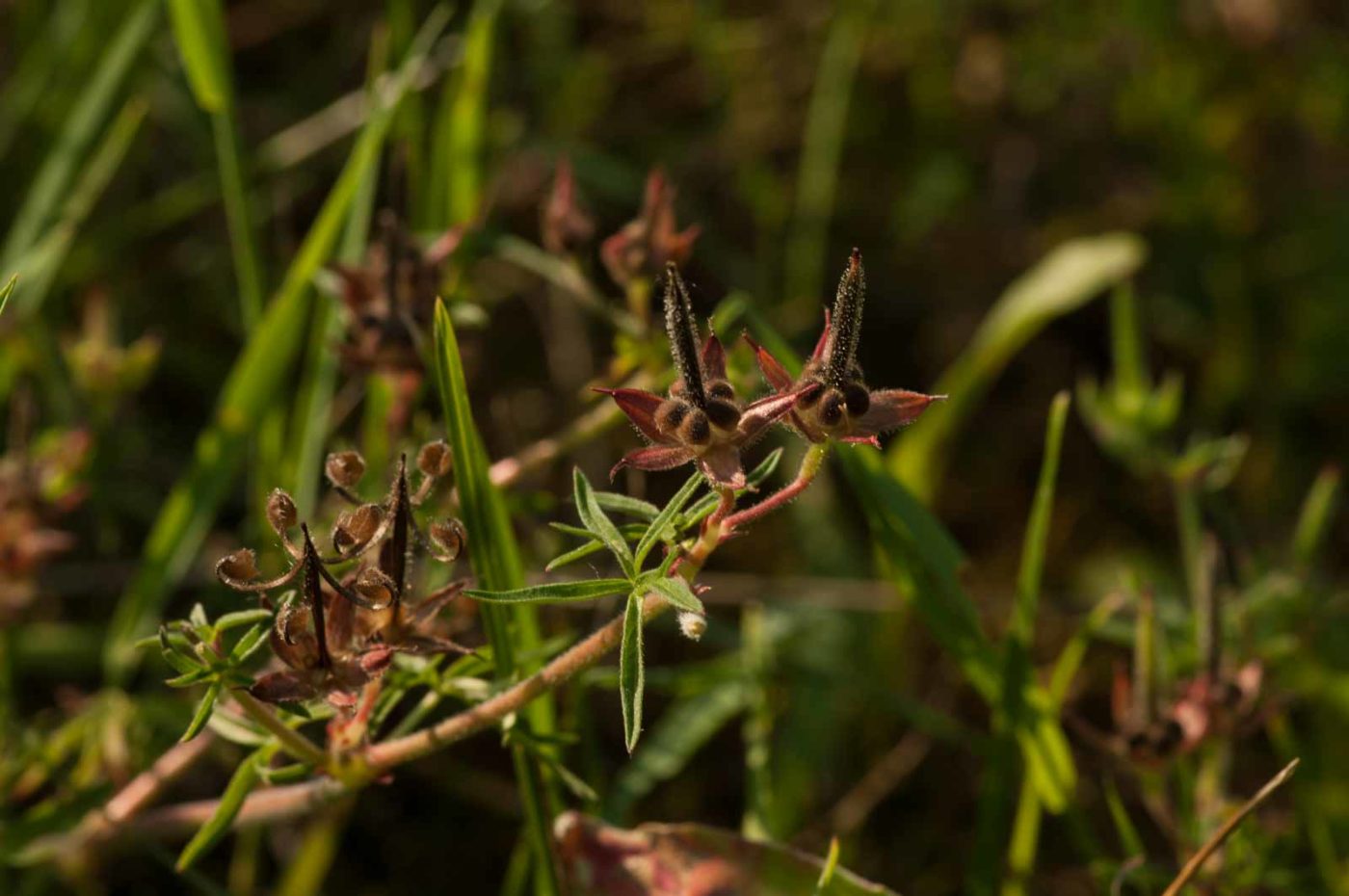 2018-06-04 - NSG Bergehalde Unser-Fritz