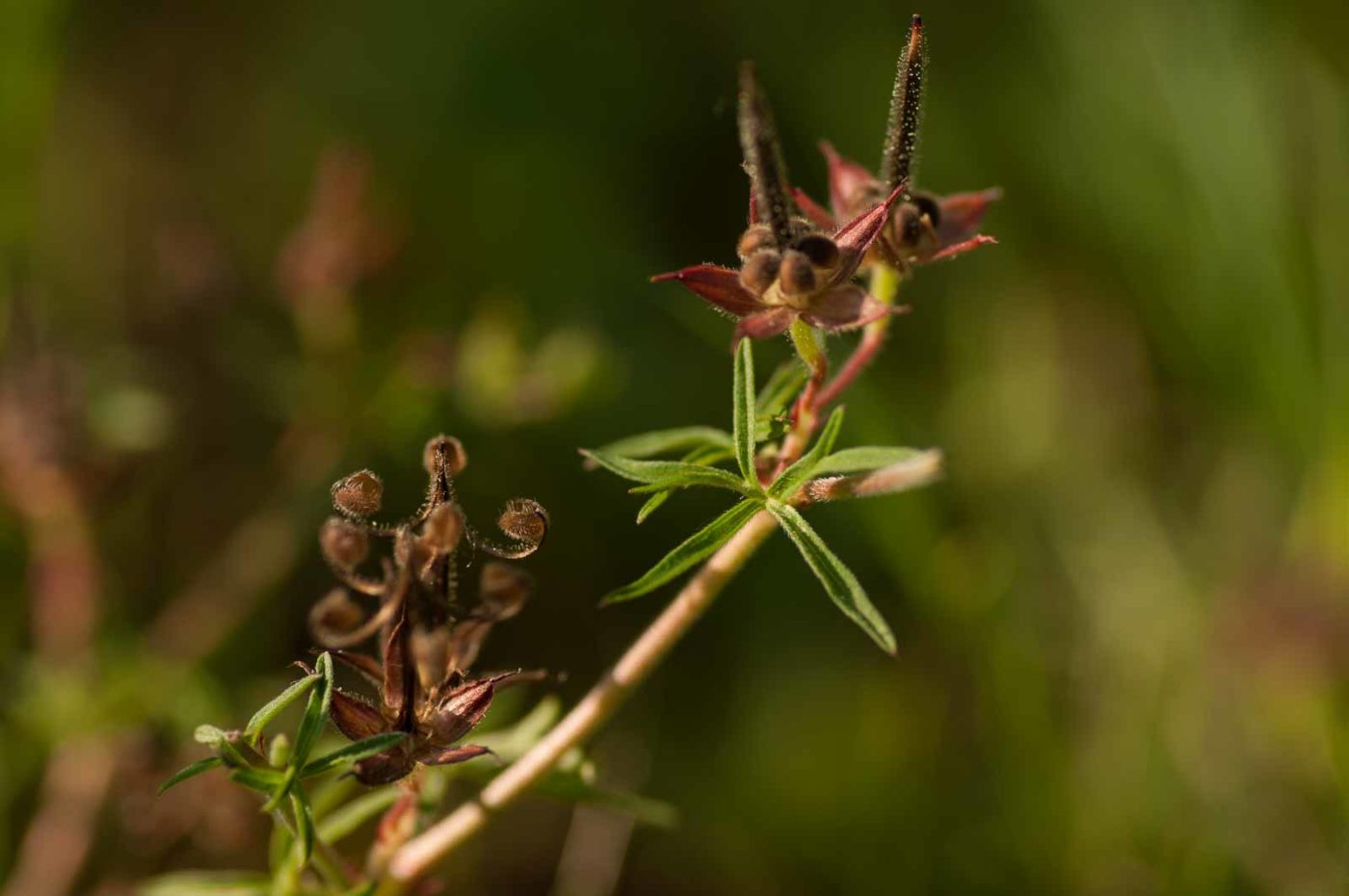 2018-06-04 - NSG Bergehalde Unser-Fritz