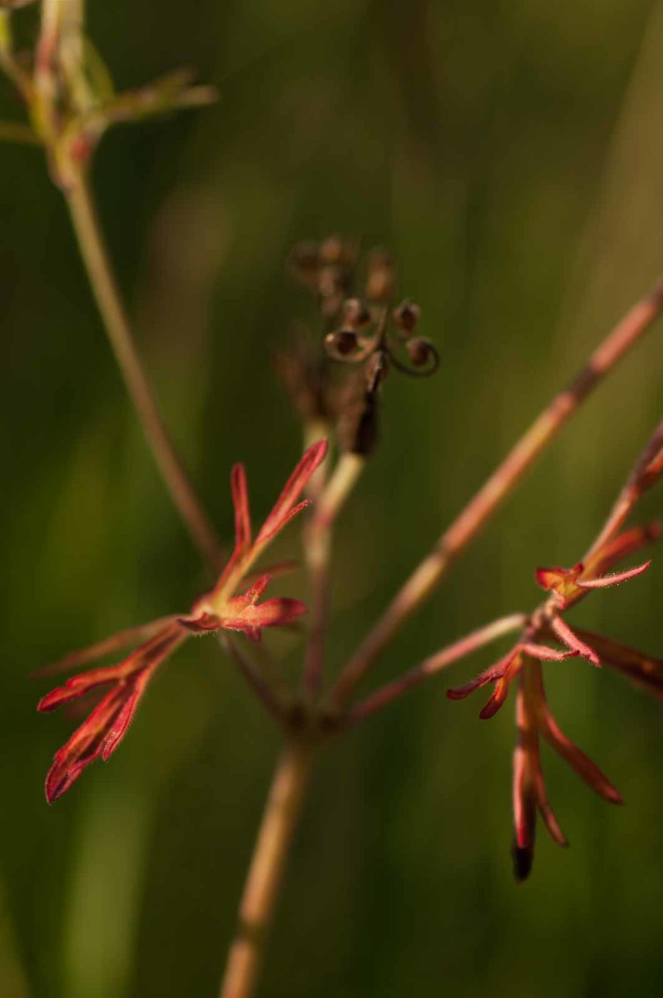2018-06-04 - NSG Bergehalde Unser-Fritz