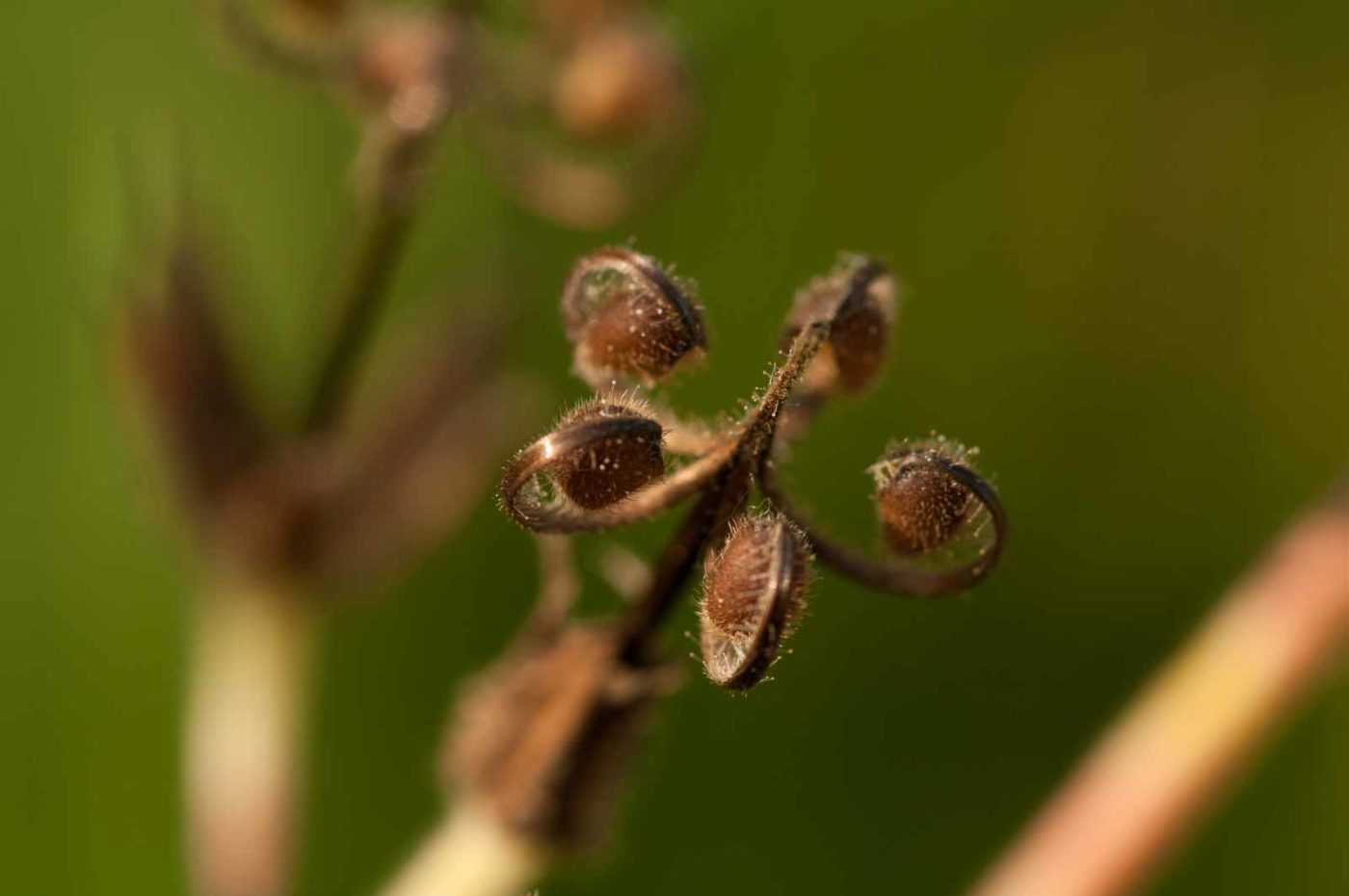 2018-06-04 - NSG Bergehalde Unser-Fritz
