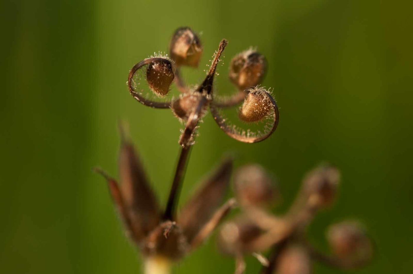 2018-06-04 - NSG Bergehalde Unser-Fritz