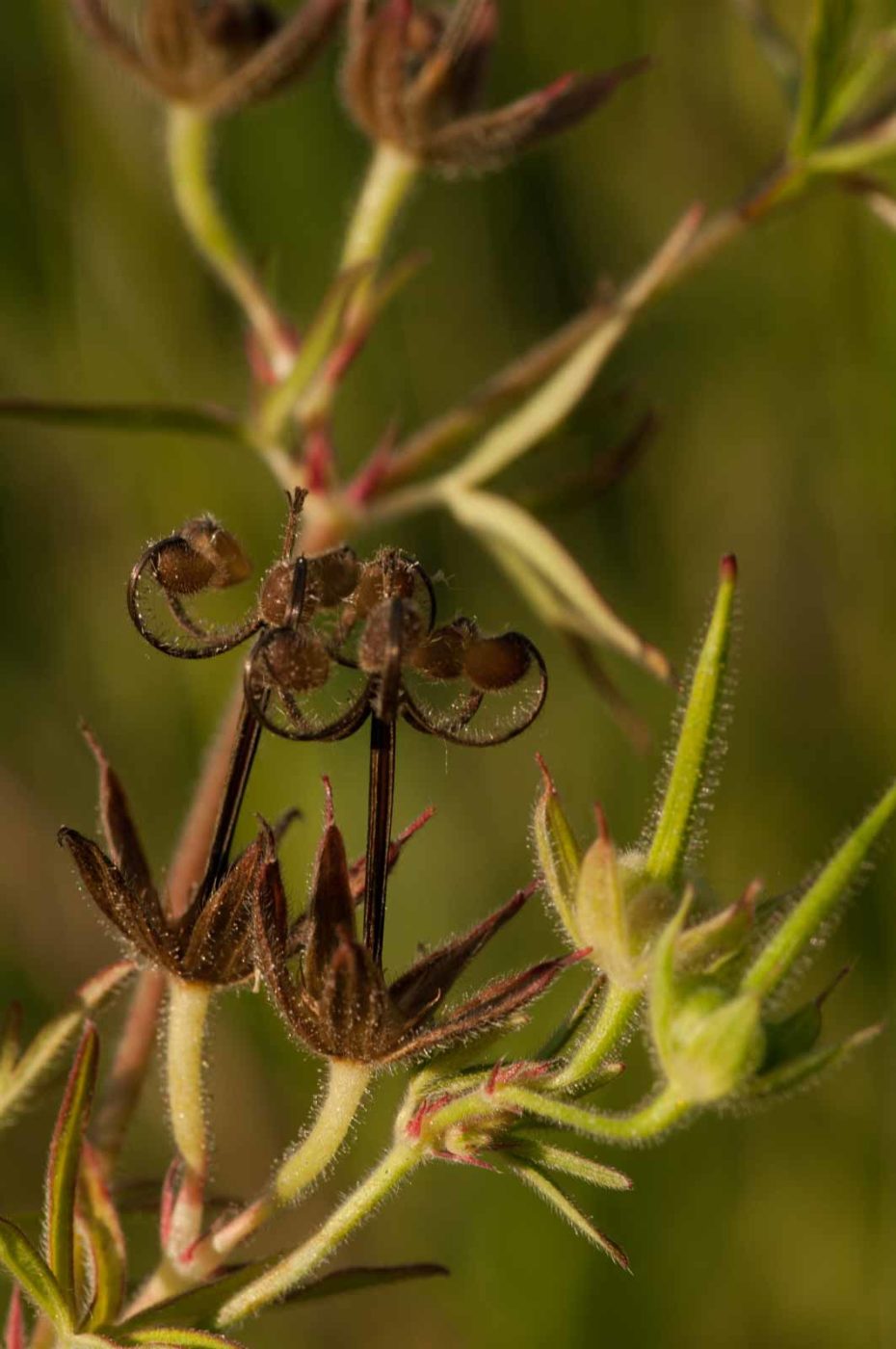 2018-06-04 - NSG Bergehalde Unser-Fritz