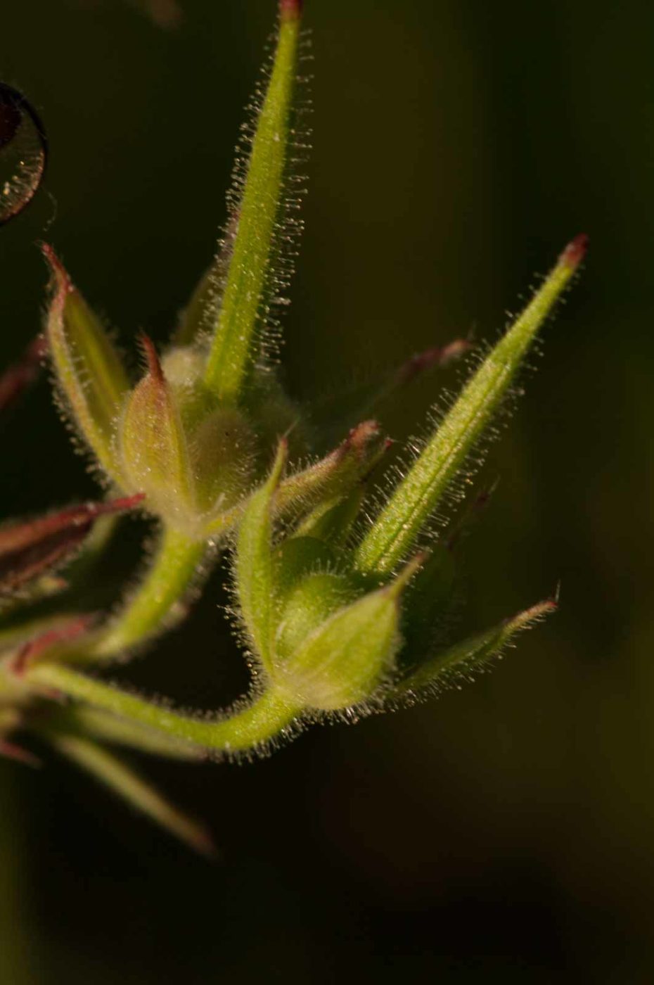 2018-06-04 - NSG Bergehalde Unser-Fritz