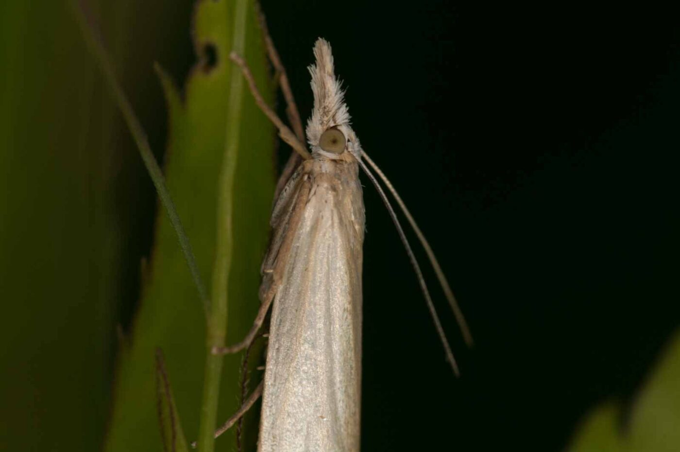 2018-06-04 - NSG Bergehalde Unser-Fritz