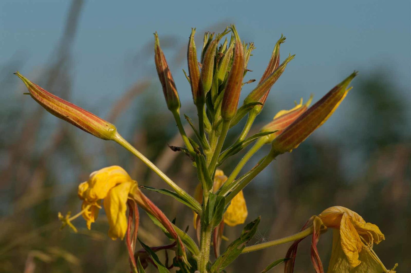 2018-06-04 - NSG Bergehalde Unser-Fritz