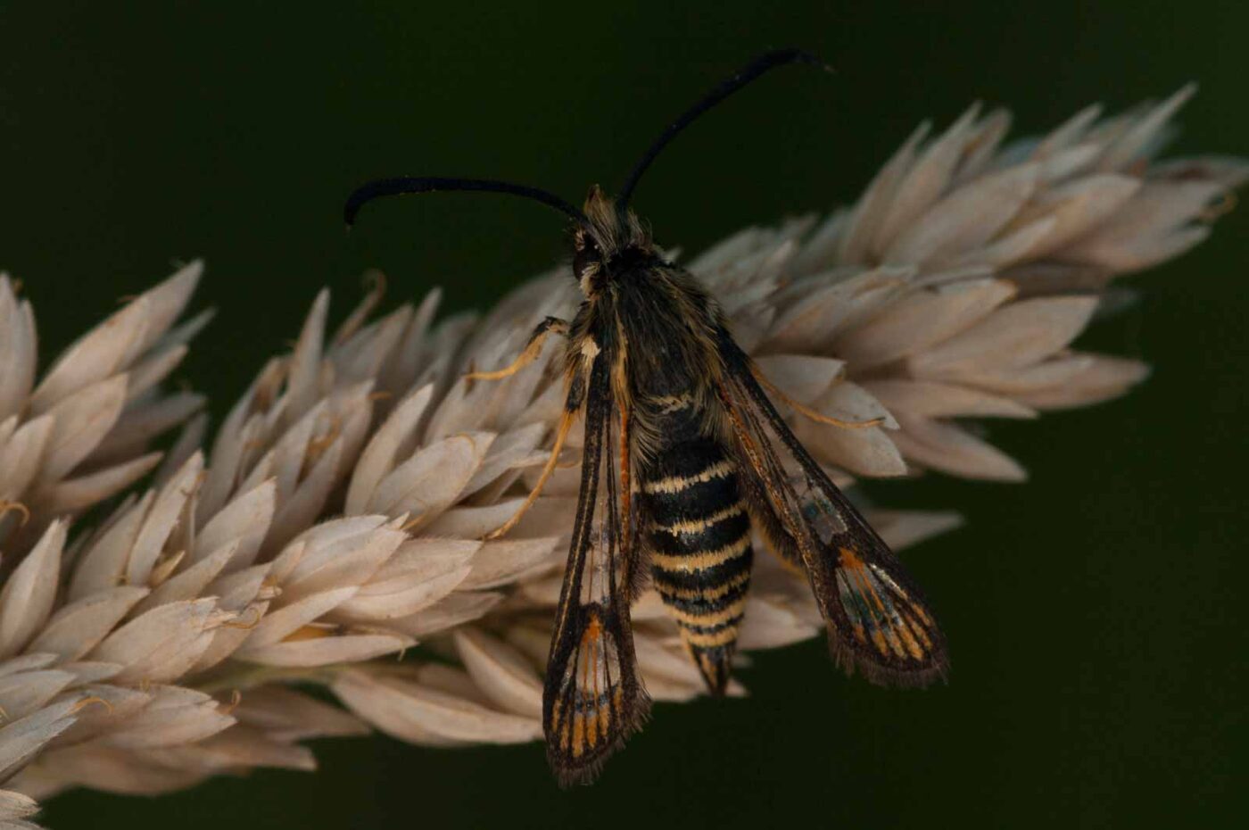 2018-06-04 - NSG Bergehalde Unser-Fritz