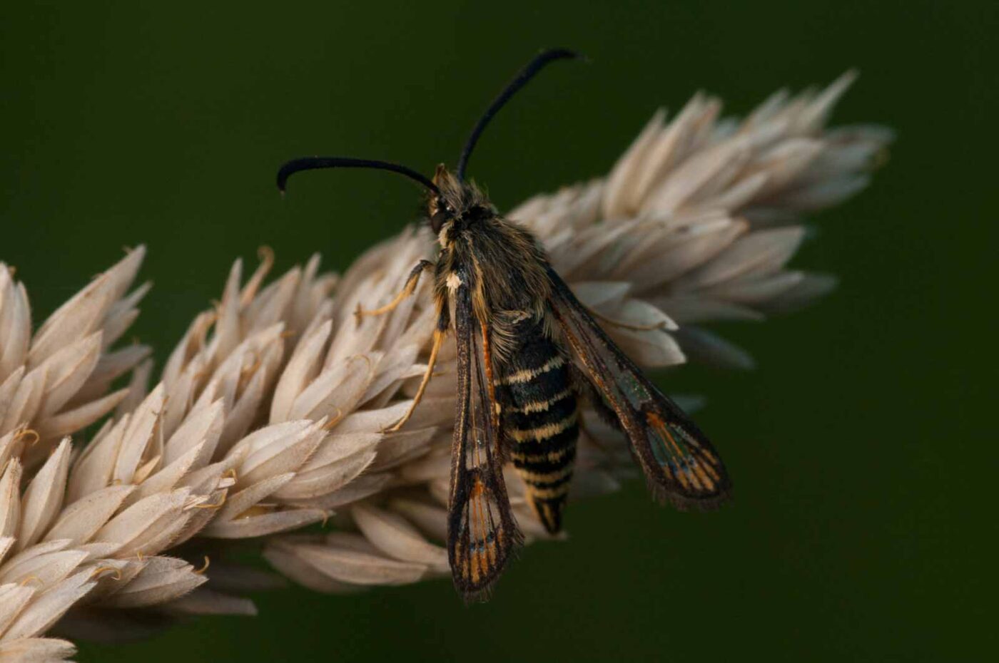 2018-06-04 - NSG Bergehalde Unser-Fritz