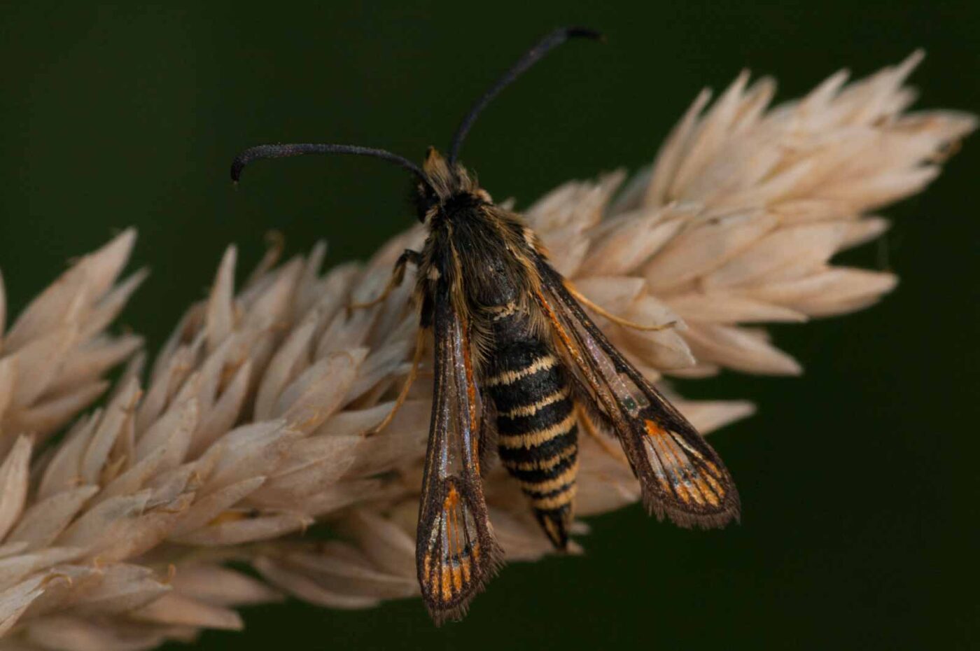 2018-06-04 - NSG Bergehalde Unser-Fritz