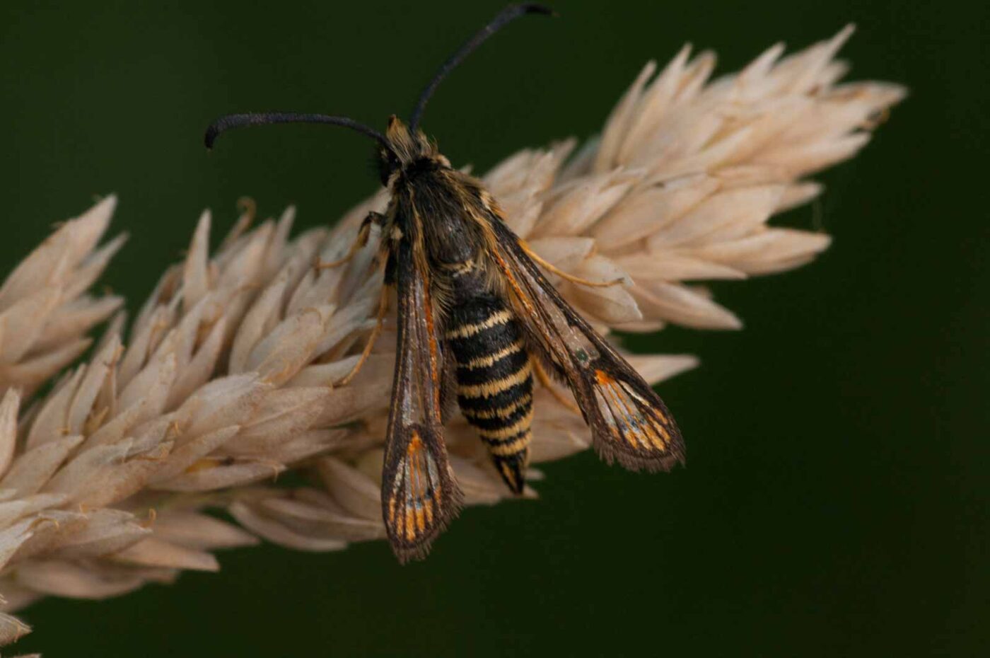 2018-06-04 - NSG Bergehalde Unser-Fritz