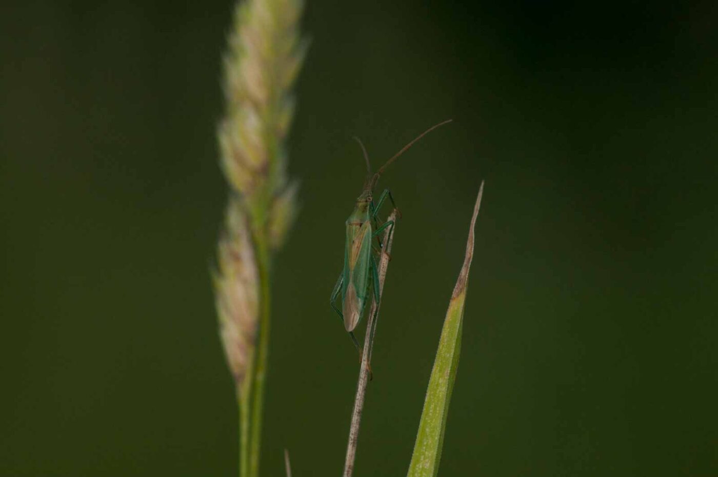 2018-06-04 - NSG Bergehalde Unser-Fritz