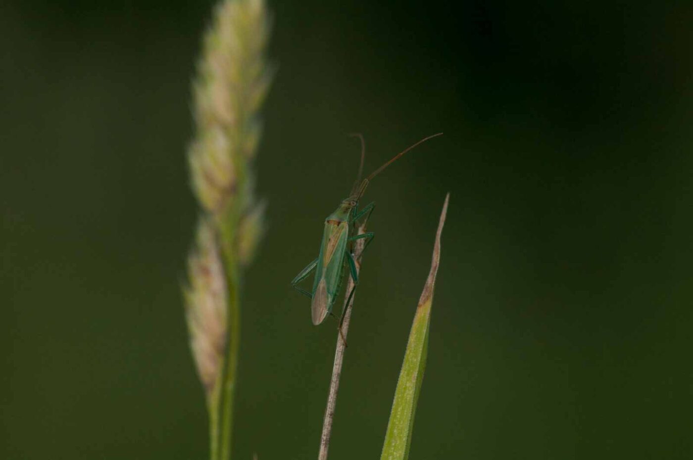2018-06-04 - NSG Bergehalde Unser-Fritz