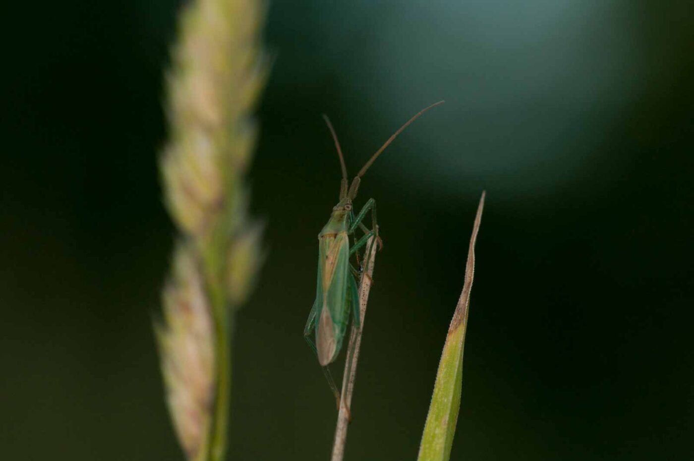 2018-06-04 - NSG Bergehalde Unser-Fritz
