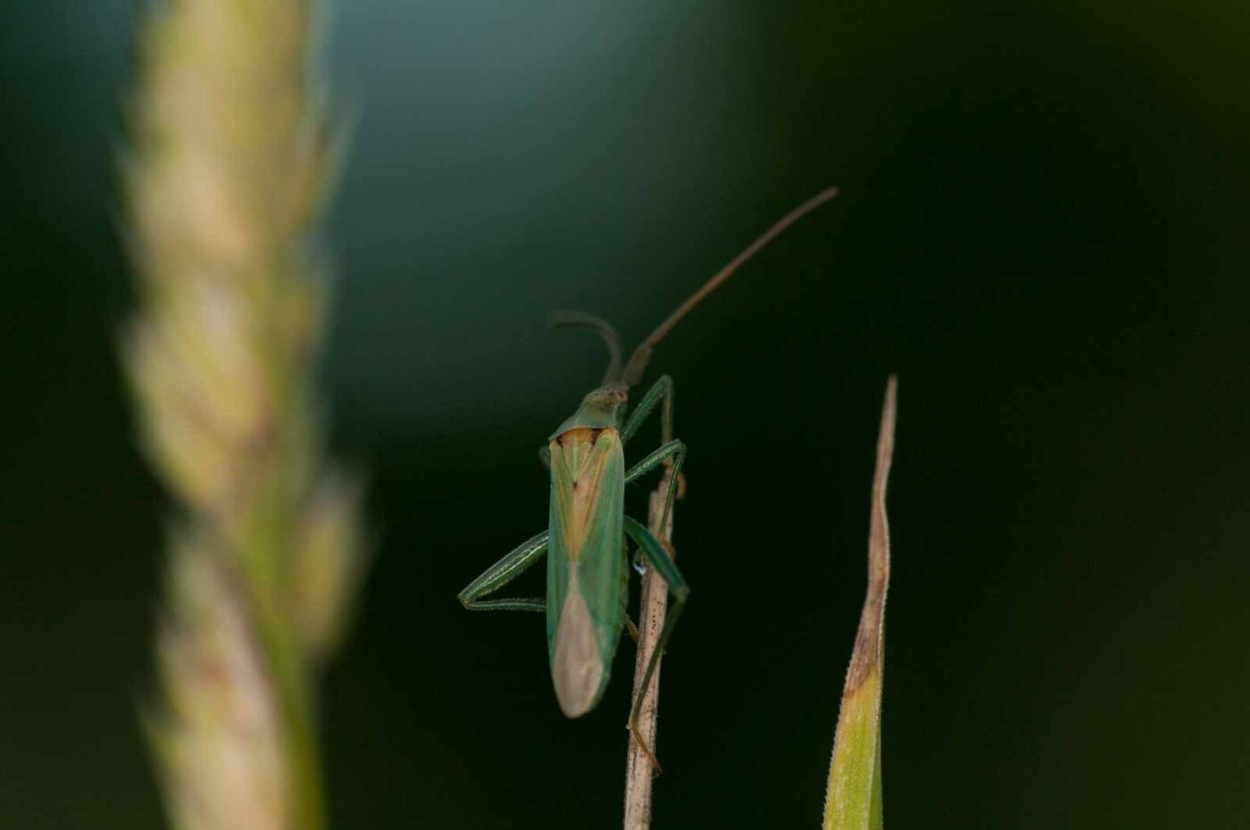 2018-06-04 - NSG Bergehalde Unser-Fritz