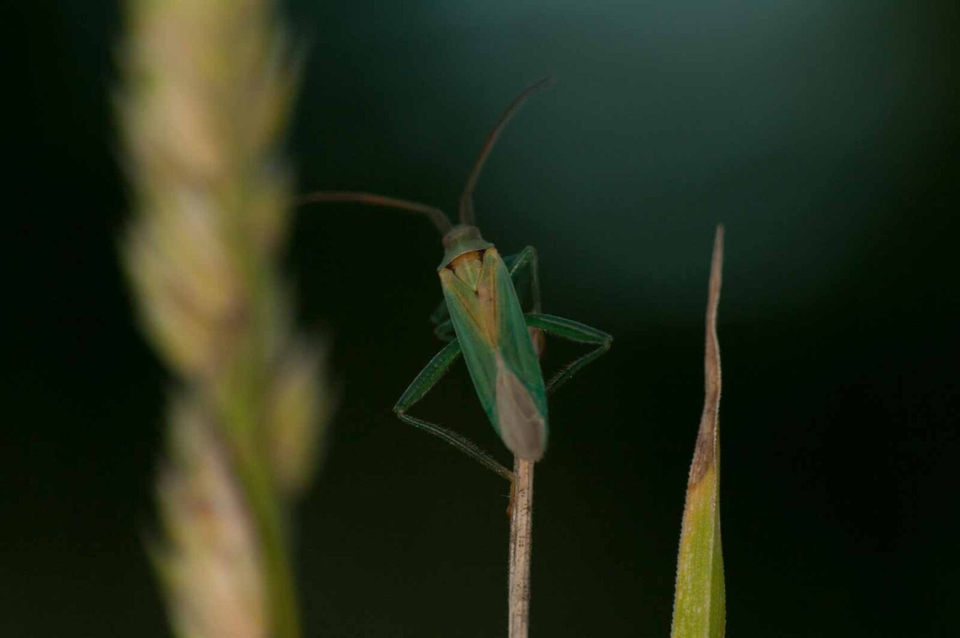 2018-06-04 - NSG Bergehalde Unser-Fritz