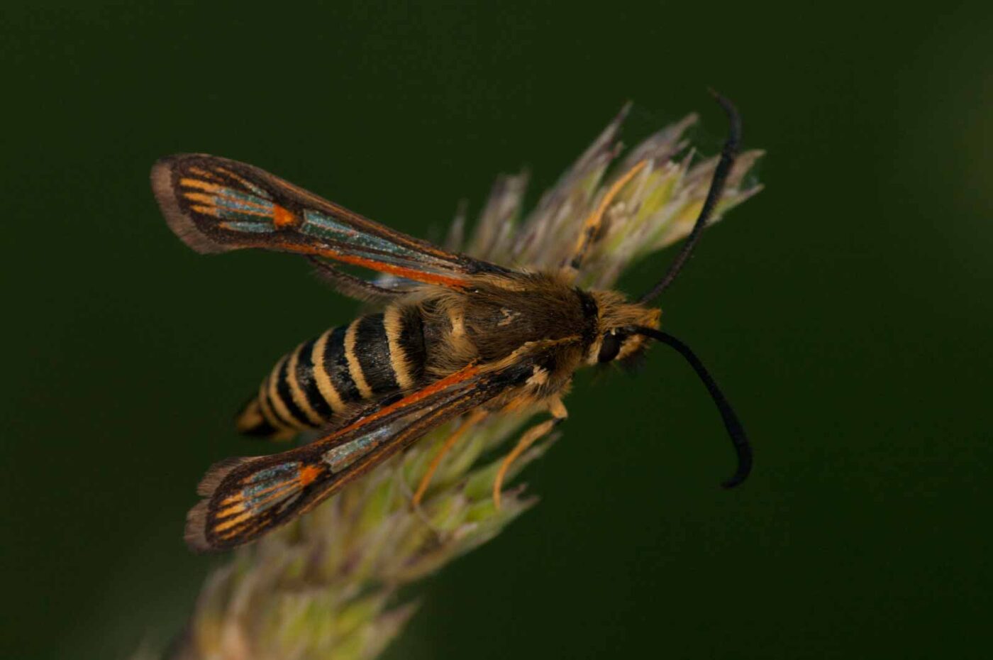 2018-06-04 - NSG Bergehalde Unser-Fritz