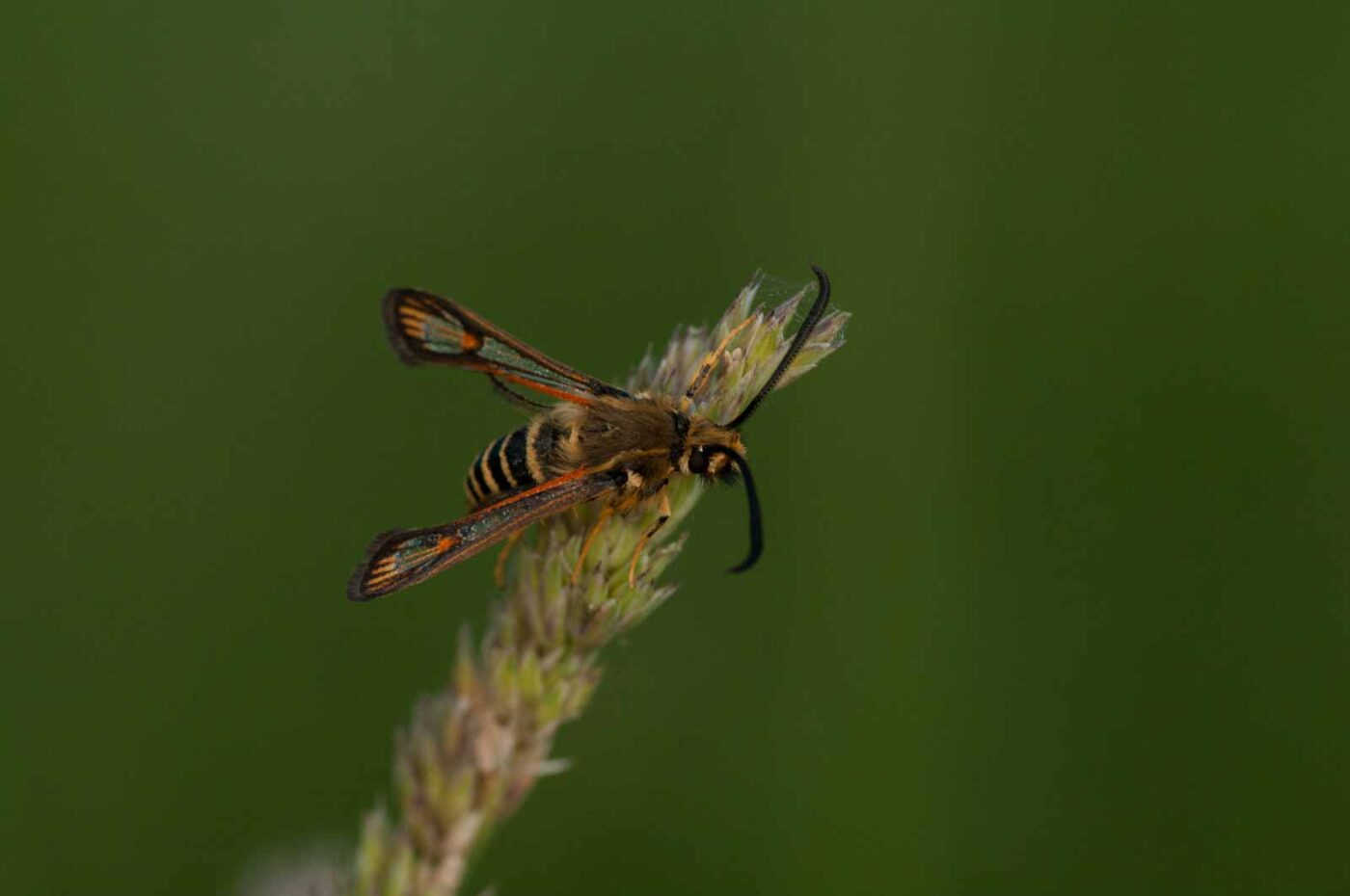 2018-06-04 - NSG Bergehalde Unser-Fritz