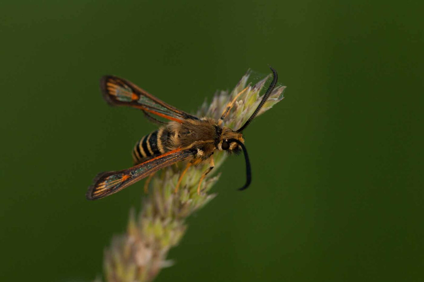 2018-06-04 - NSG Bergehalde Unser-Fritz