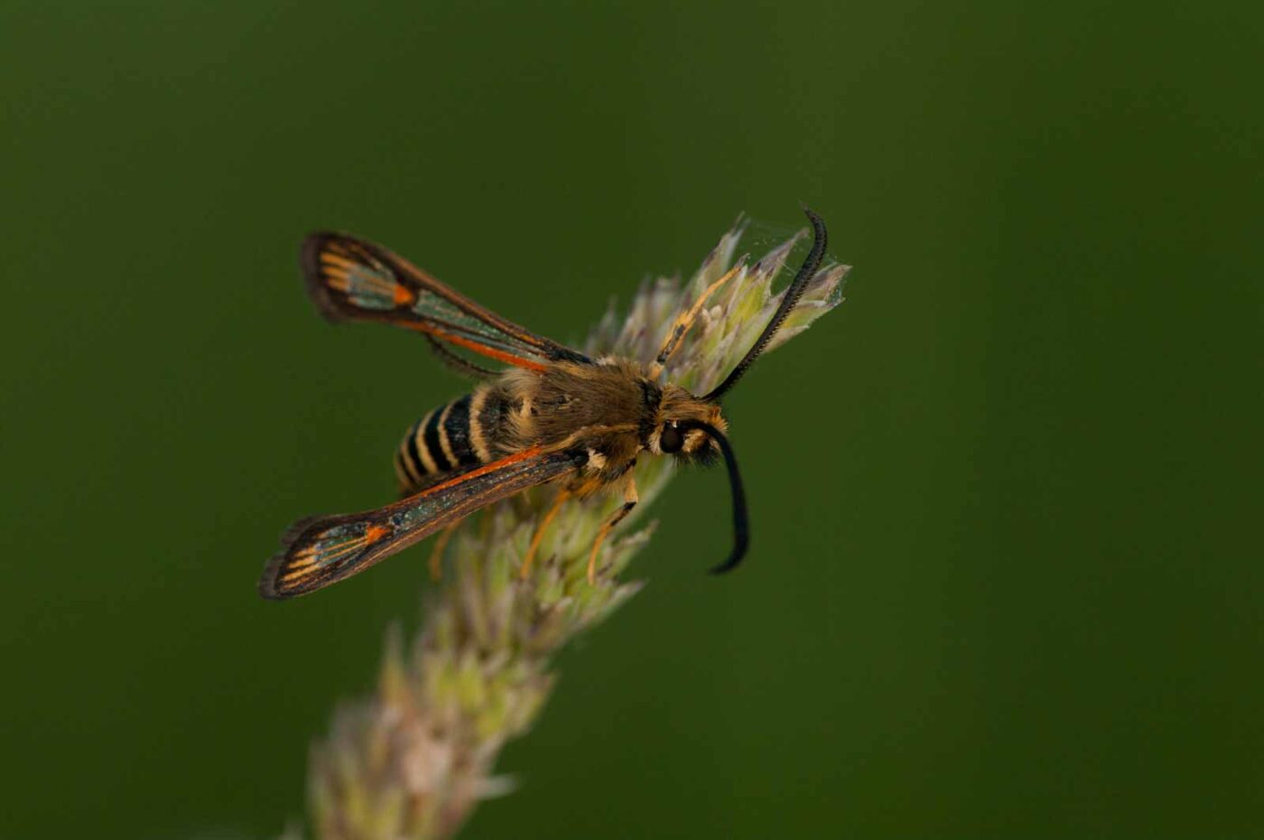 2018-06-04 - NSG Bergehalde Unser-Fritz