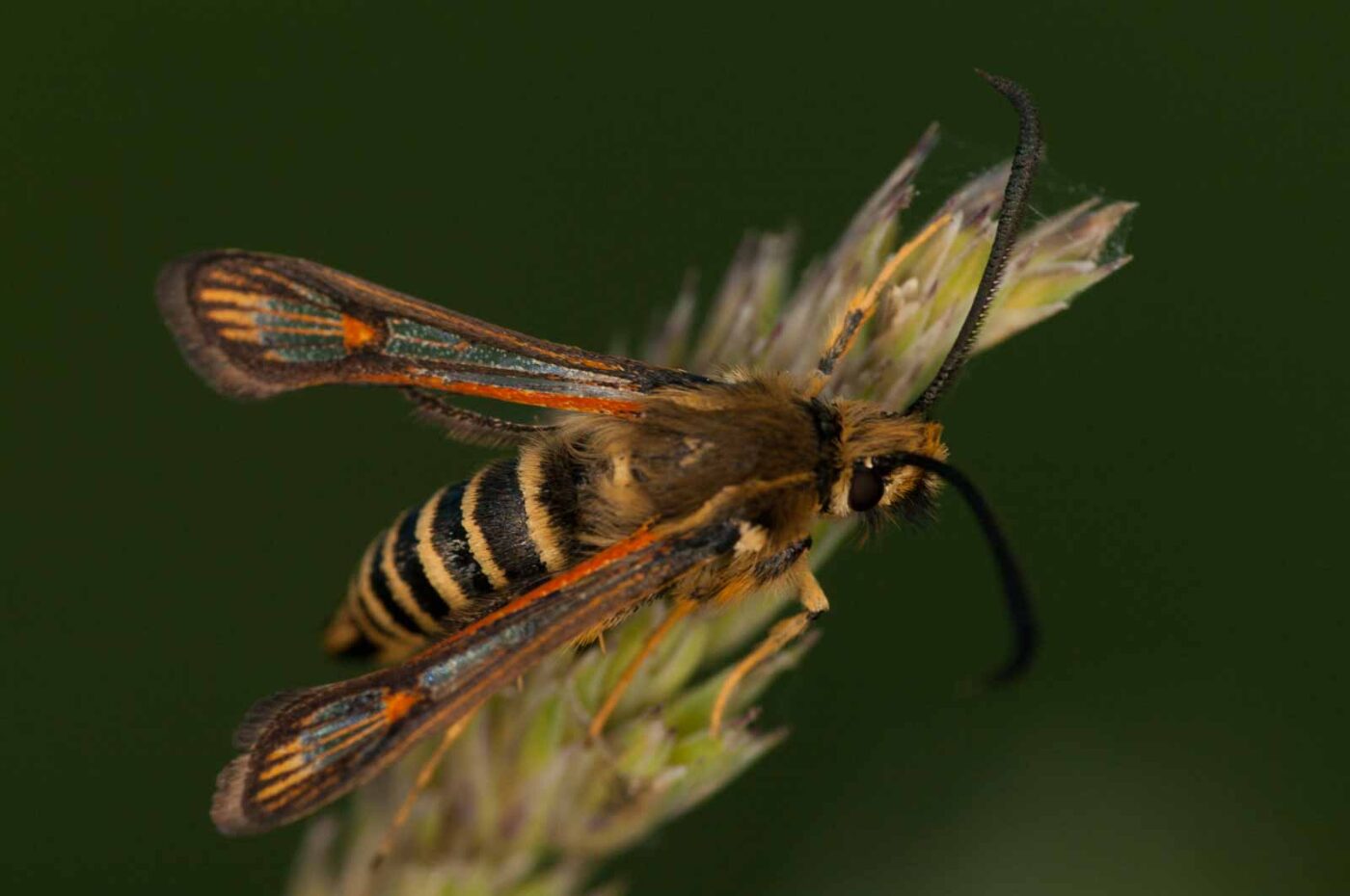 2018-06-04 - NSG Bergehalde Unser-Fritz