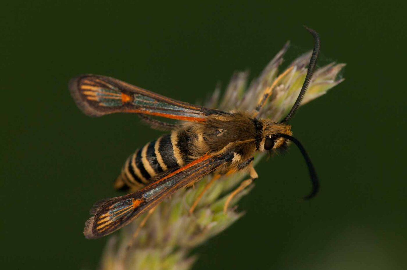 2018-06-04 - NSG Bergehalde Unser-Fritz