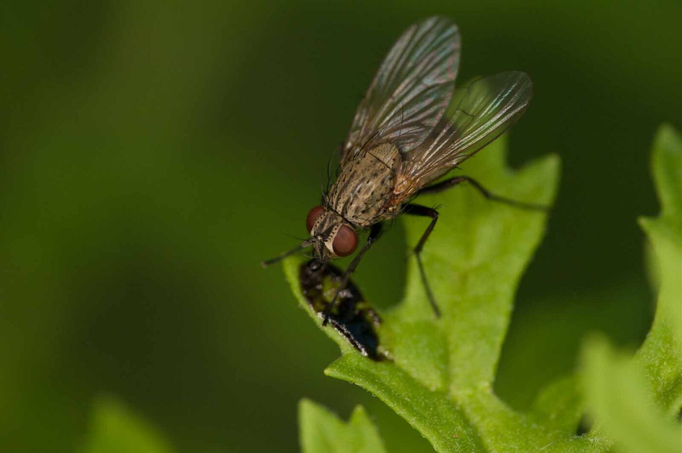 2018-06-04 - NSG Bergehalde Unser-Fritz