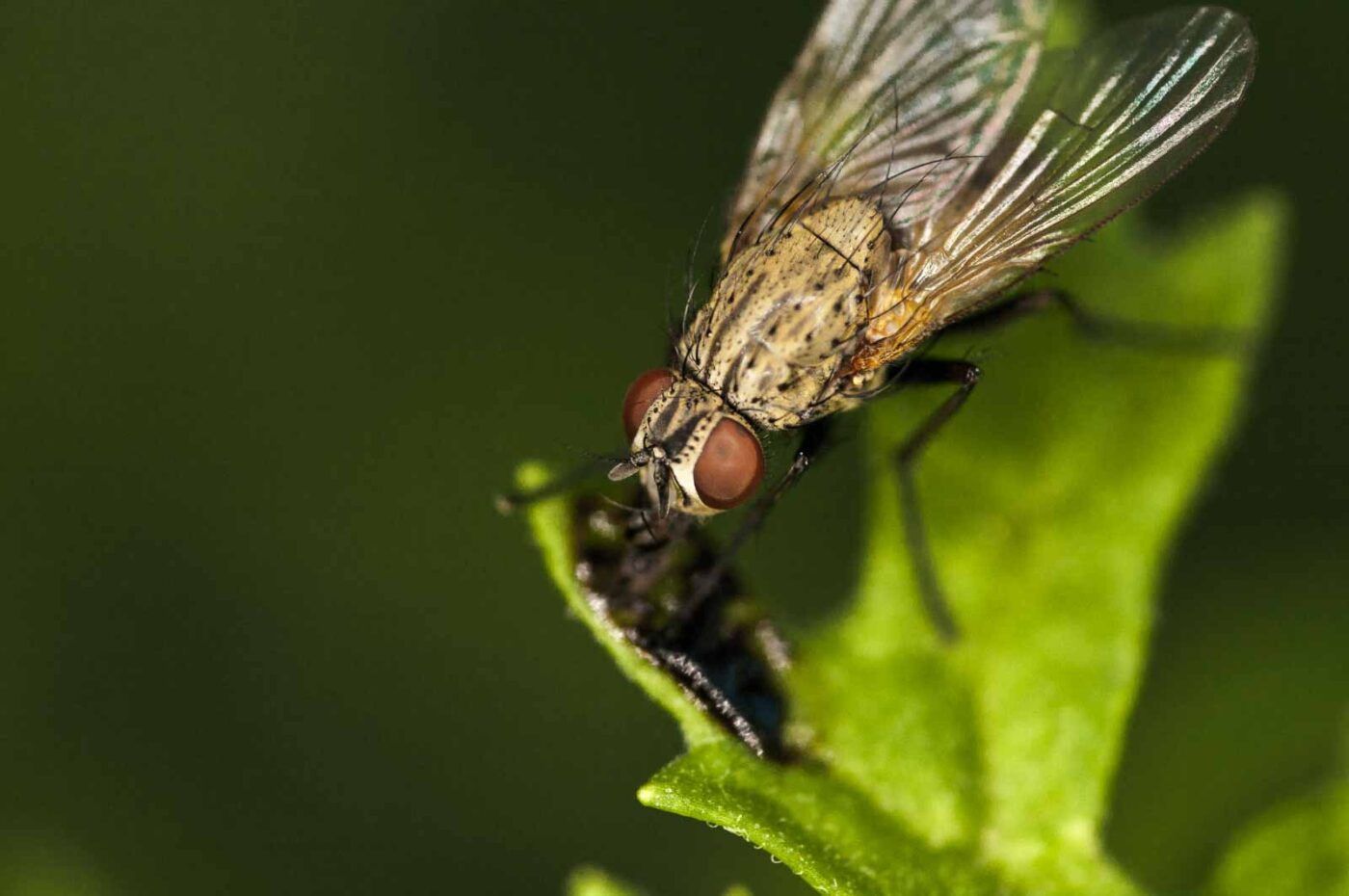 2018-06-04 - NSG Bergehalde Unser-Fritz