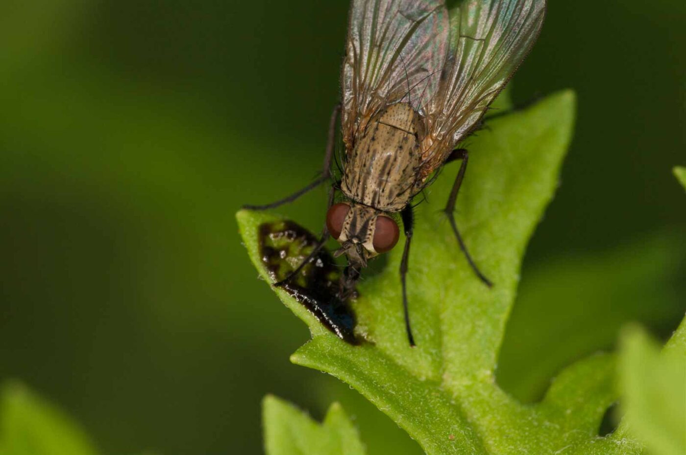 2018-06-04 - NSG Bergehalde Unser-Fritz