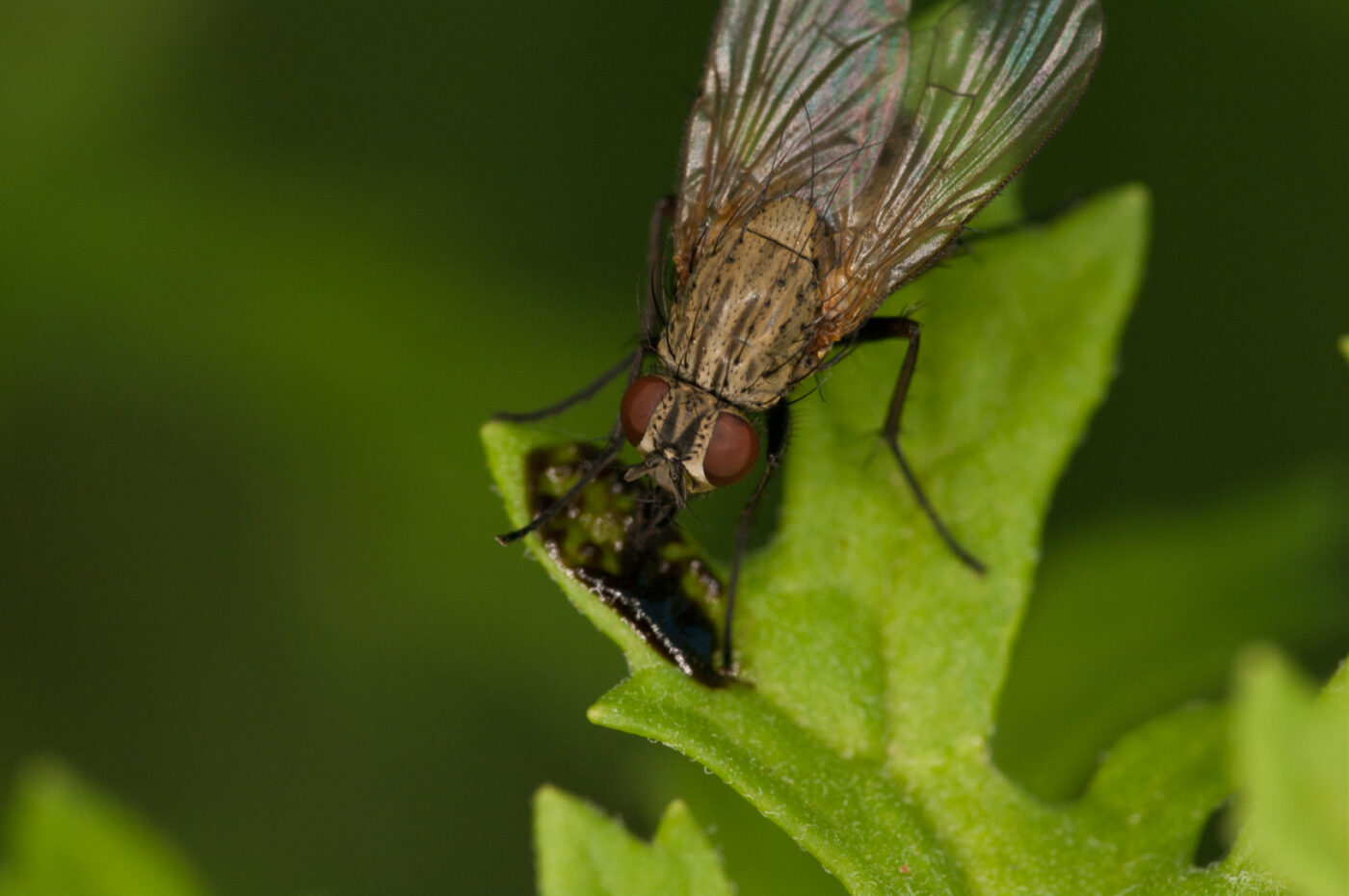 2018-06-04 - NSG Bergehalde Unser-Fritz