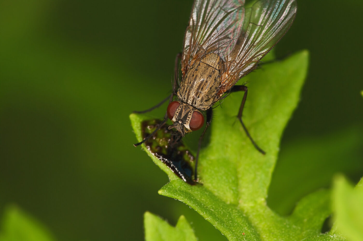 2018-06-04 - NSG Bergehalde Unser-Fritz