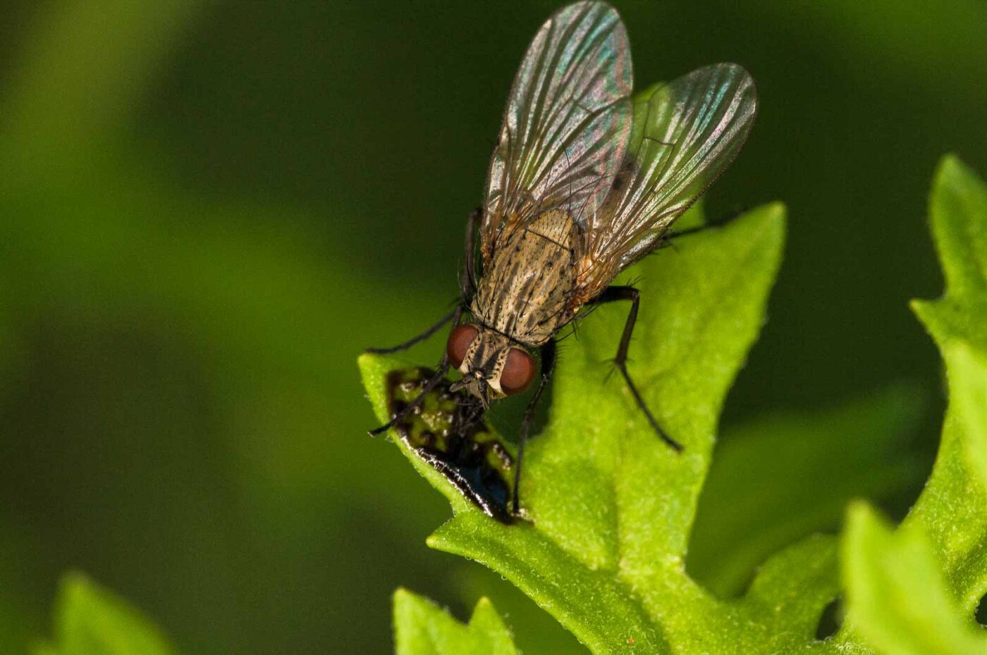 2018-06-04 - NSG Bergehalde Unser-Fritz