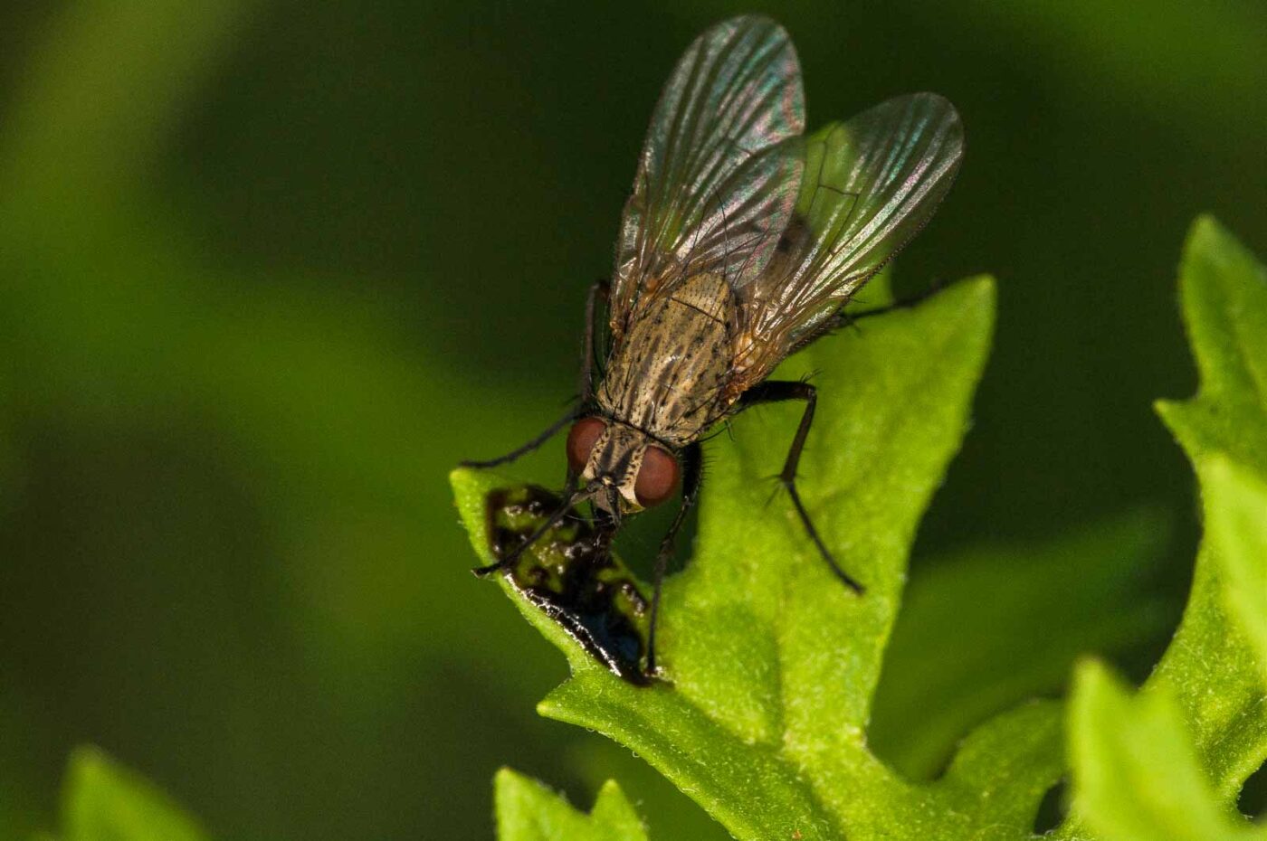 2018-06-04 - NSG Bergehalde Unser-Fritz