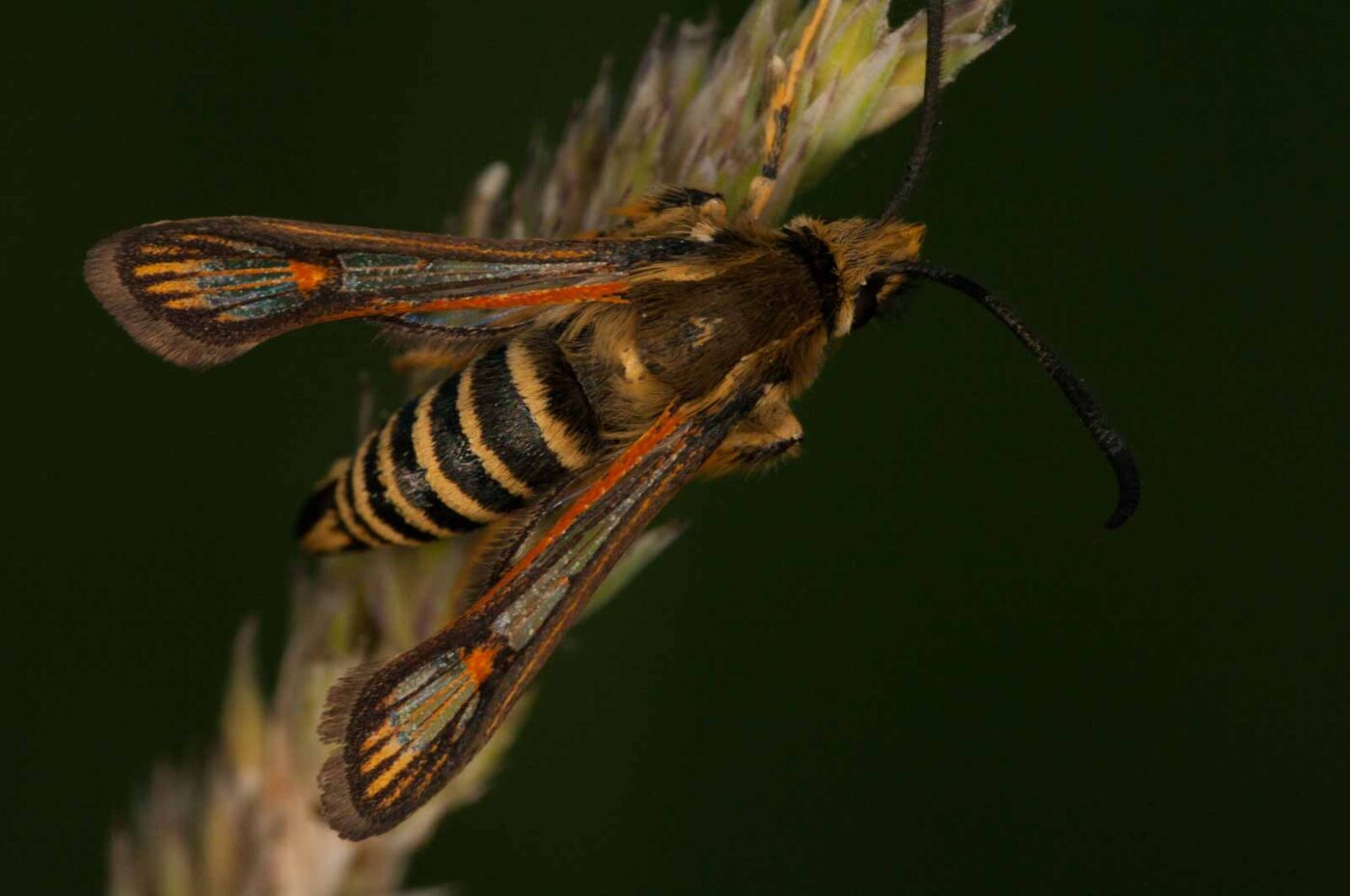 2018-06-04 - NSG Bergehalde Unser-Fritz